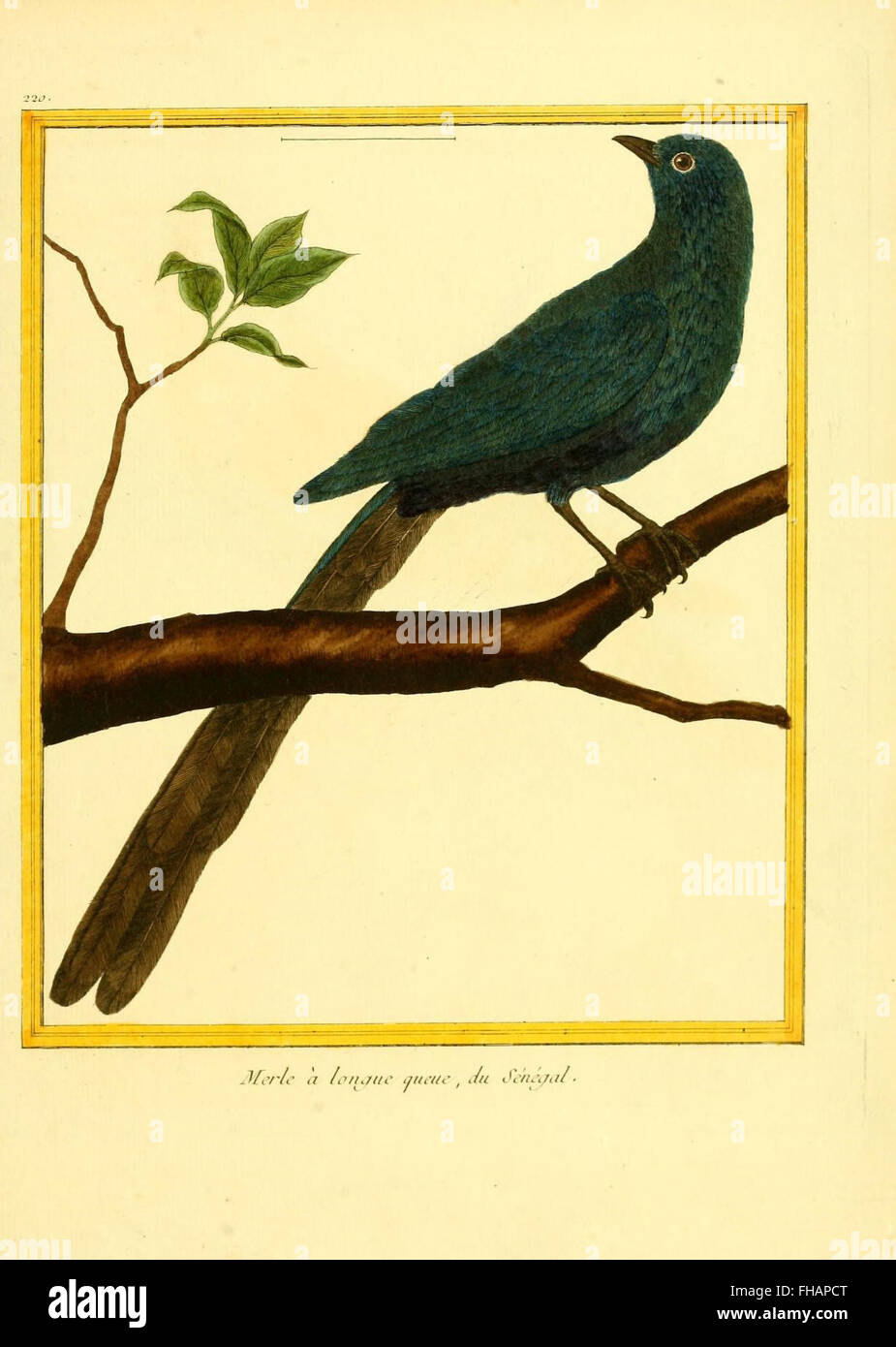 Birds Pictorial works Smithsonian Libraries Zoology Stock Photo - Alamy