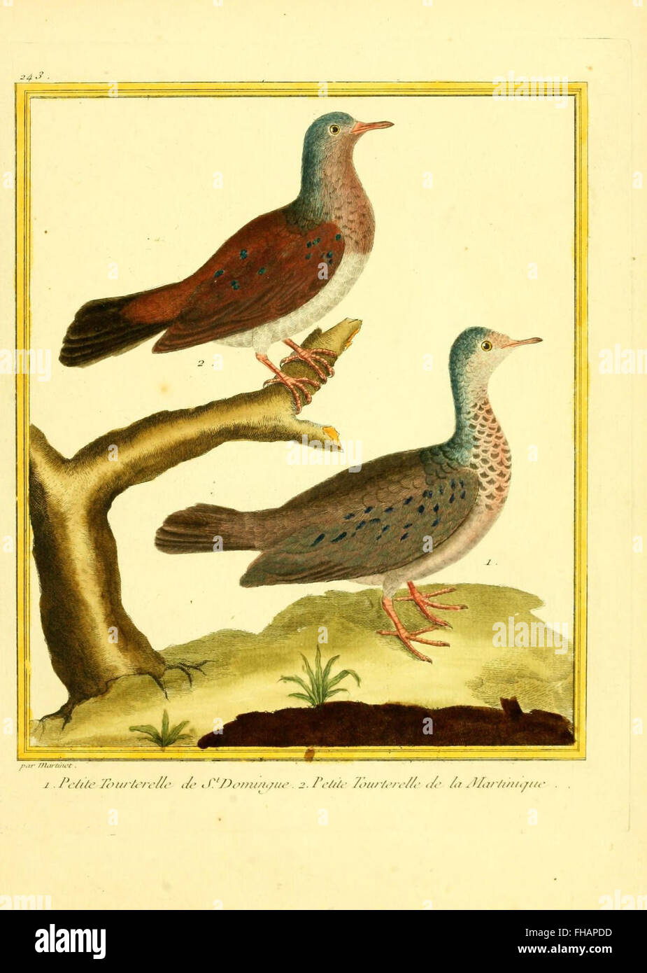 Birds Pictorial works Smithsonian Libraries Zoology Stock Photo - Alamy