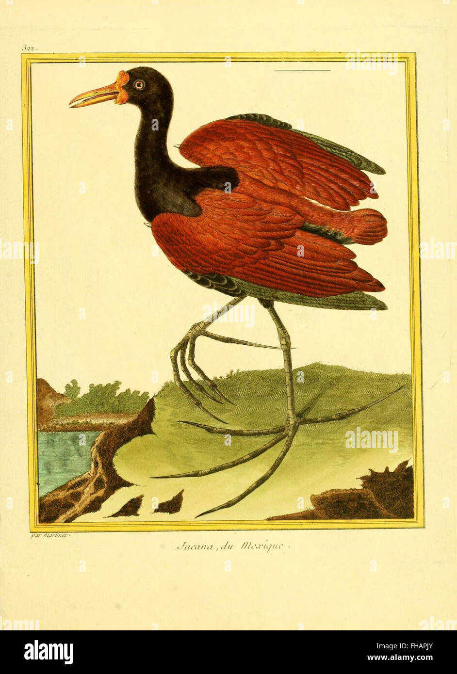 An illustrated work focusing on natural history, with a special ...