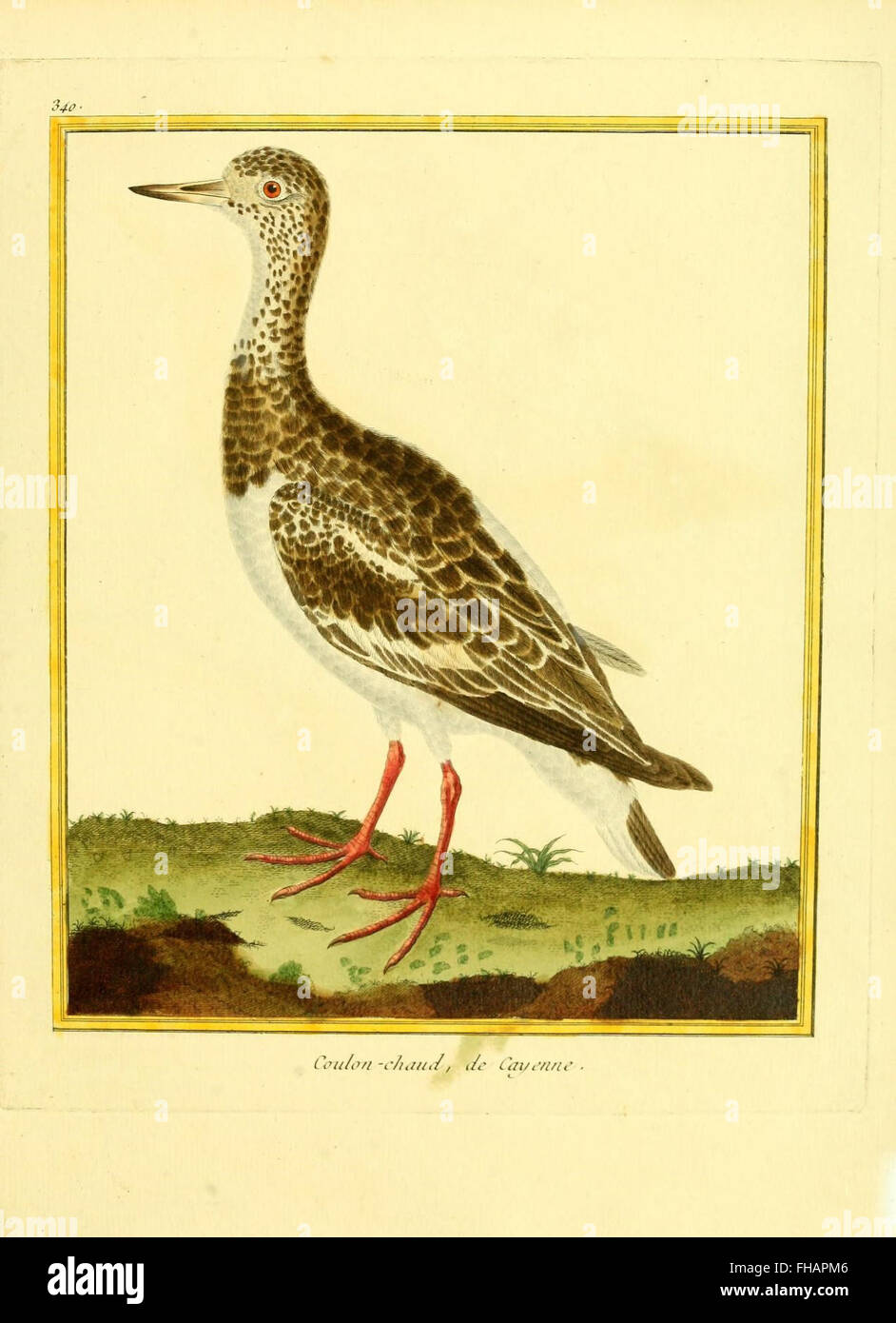An illuminated natural history work showcasing various bird species ...