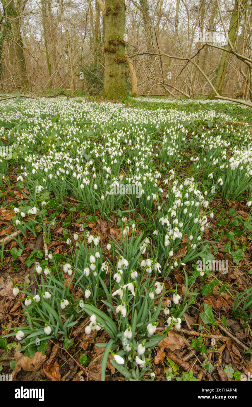 Snowdrop (Galanthus nivalis) massed in old hazel coppice near Petworth, West Sussex, UK. February. Stock Photo