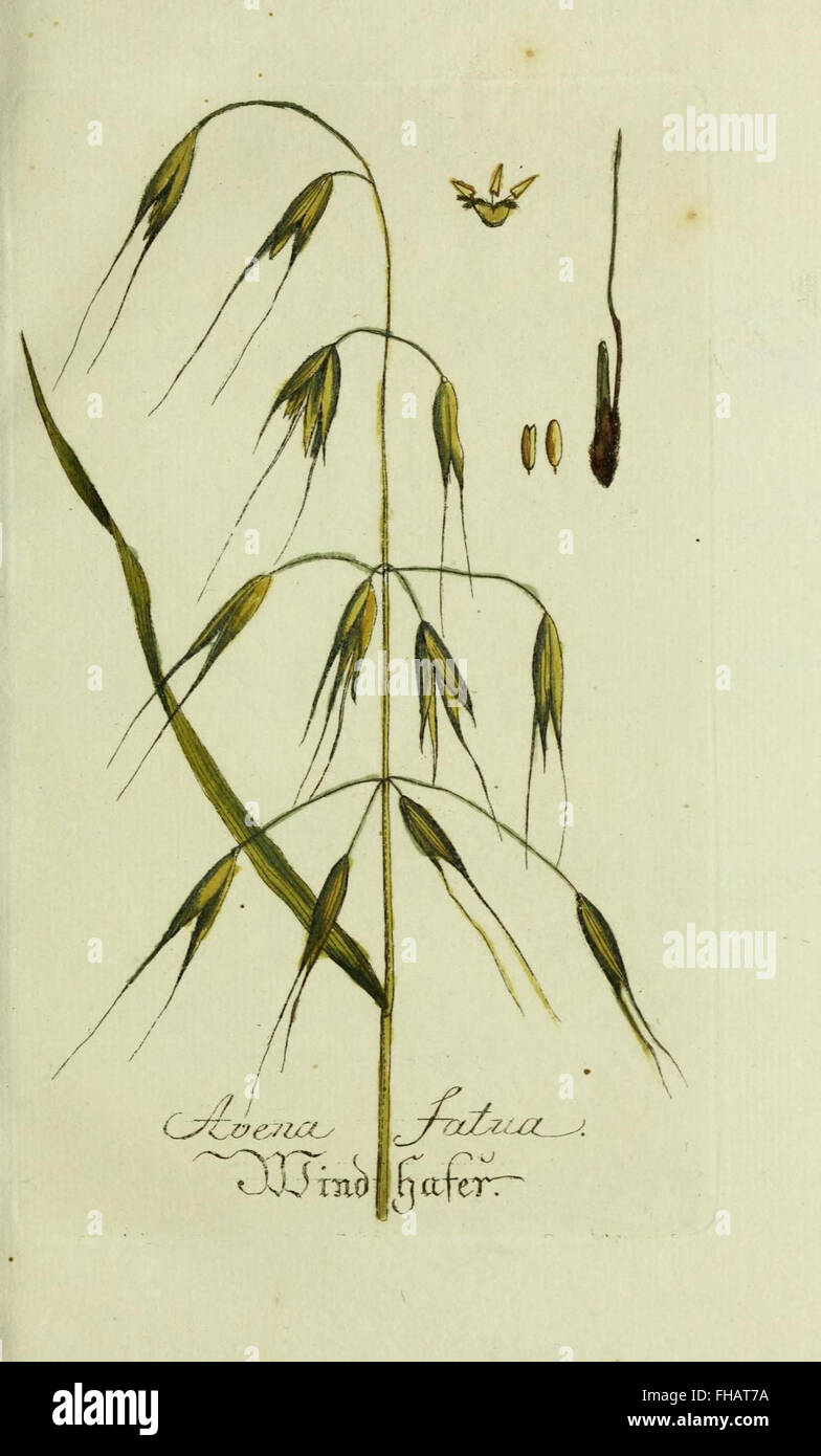 Plantarum indigenarum et exoticarum icones ad vivum coloratae, oder