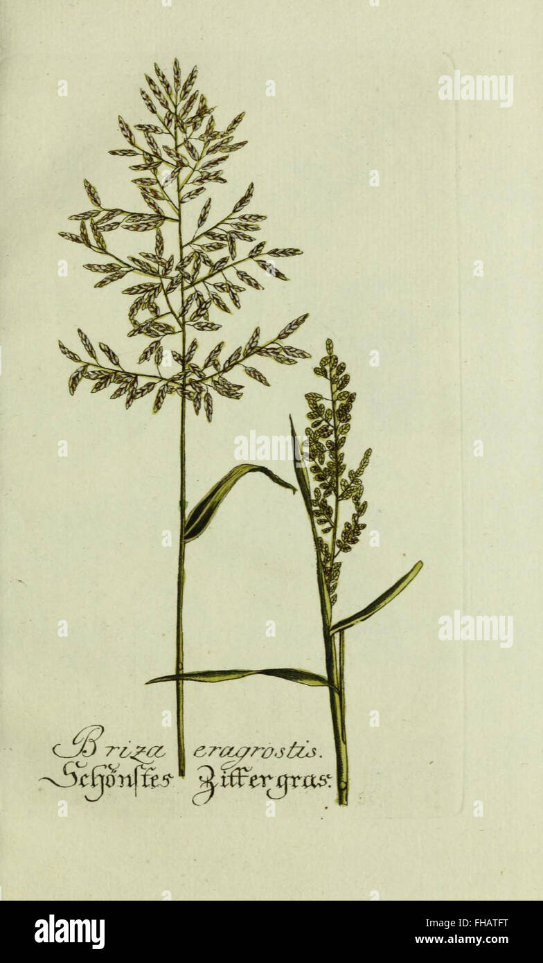 Plantarum indigenarum et exoticarum icones ad vivum coloratae, oder