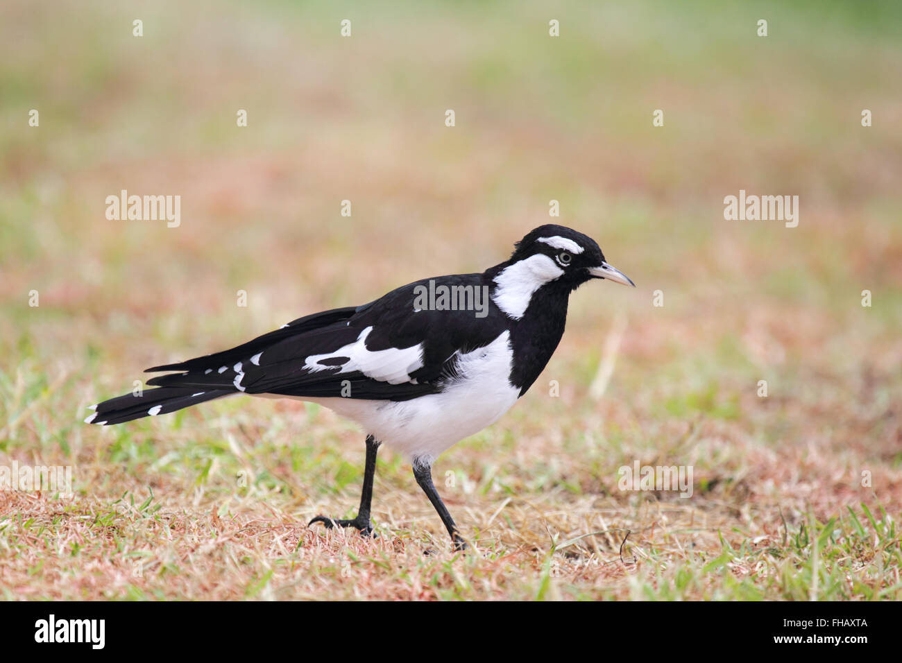 Magpie-lark (Grallina cyanoleuca) on a dry lawn in Victor Harbor, South Australia, Australia. Stock Photo