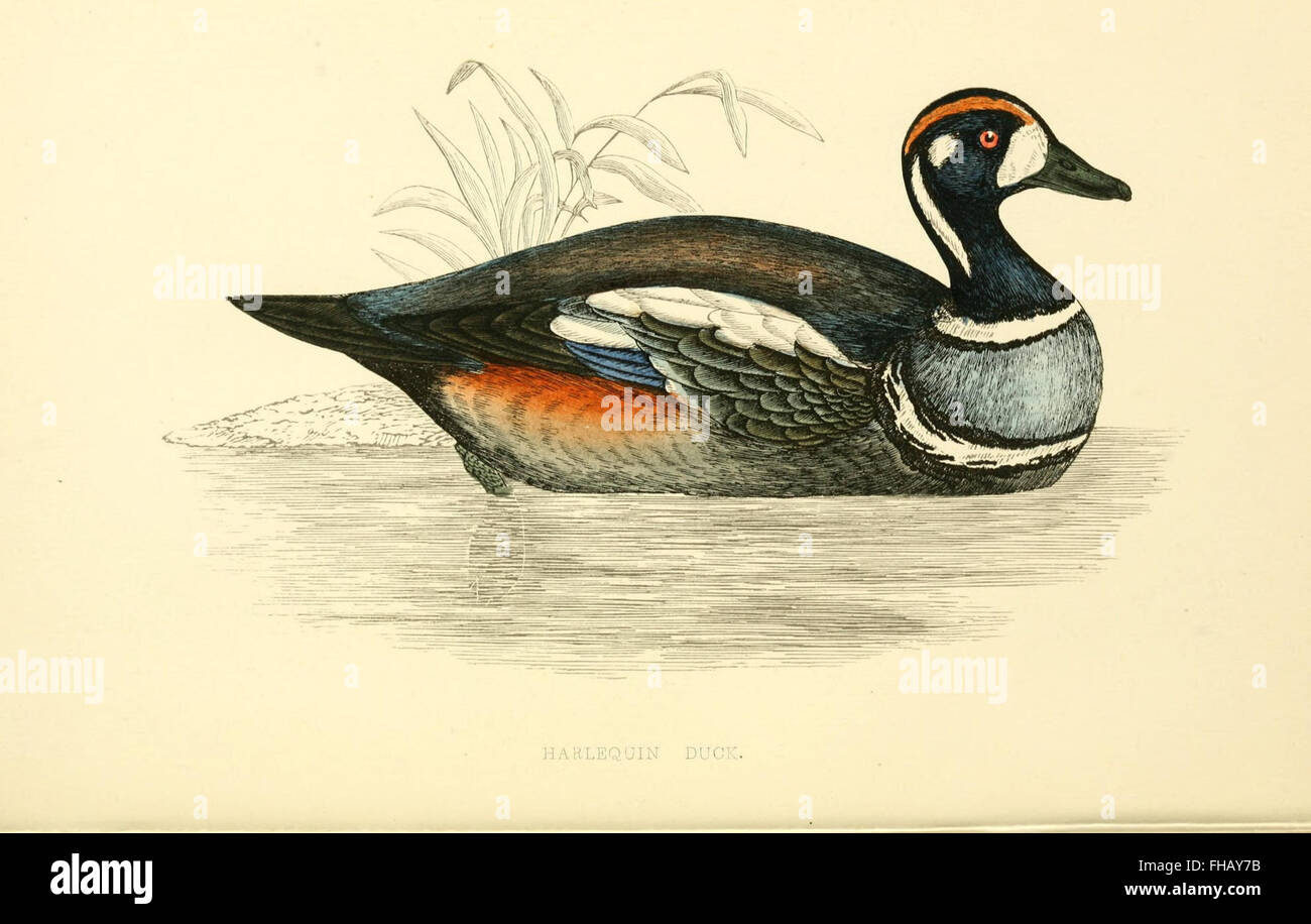 A history of British birds Stock Photo Alamy