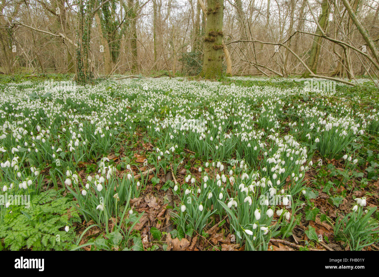 Snowdrop (Galanthus nivalis) massed in old hazel coppice near Petworth, West Sussex, UK. February. Stock Photo