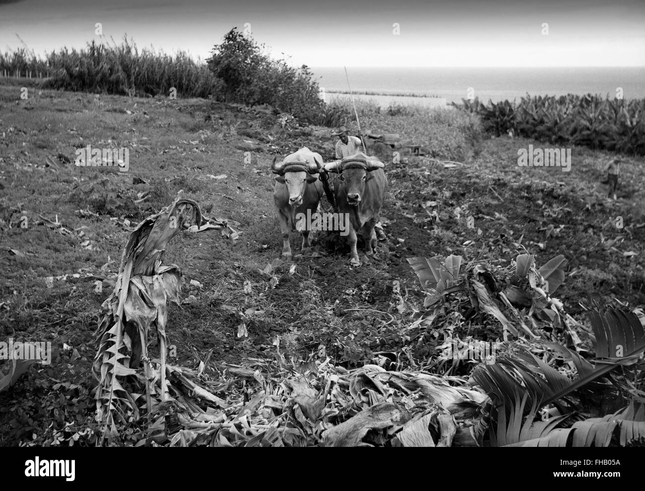 Peasant farmer farming Gran Canaria Spain 1950s Stock Photo