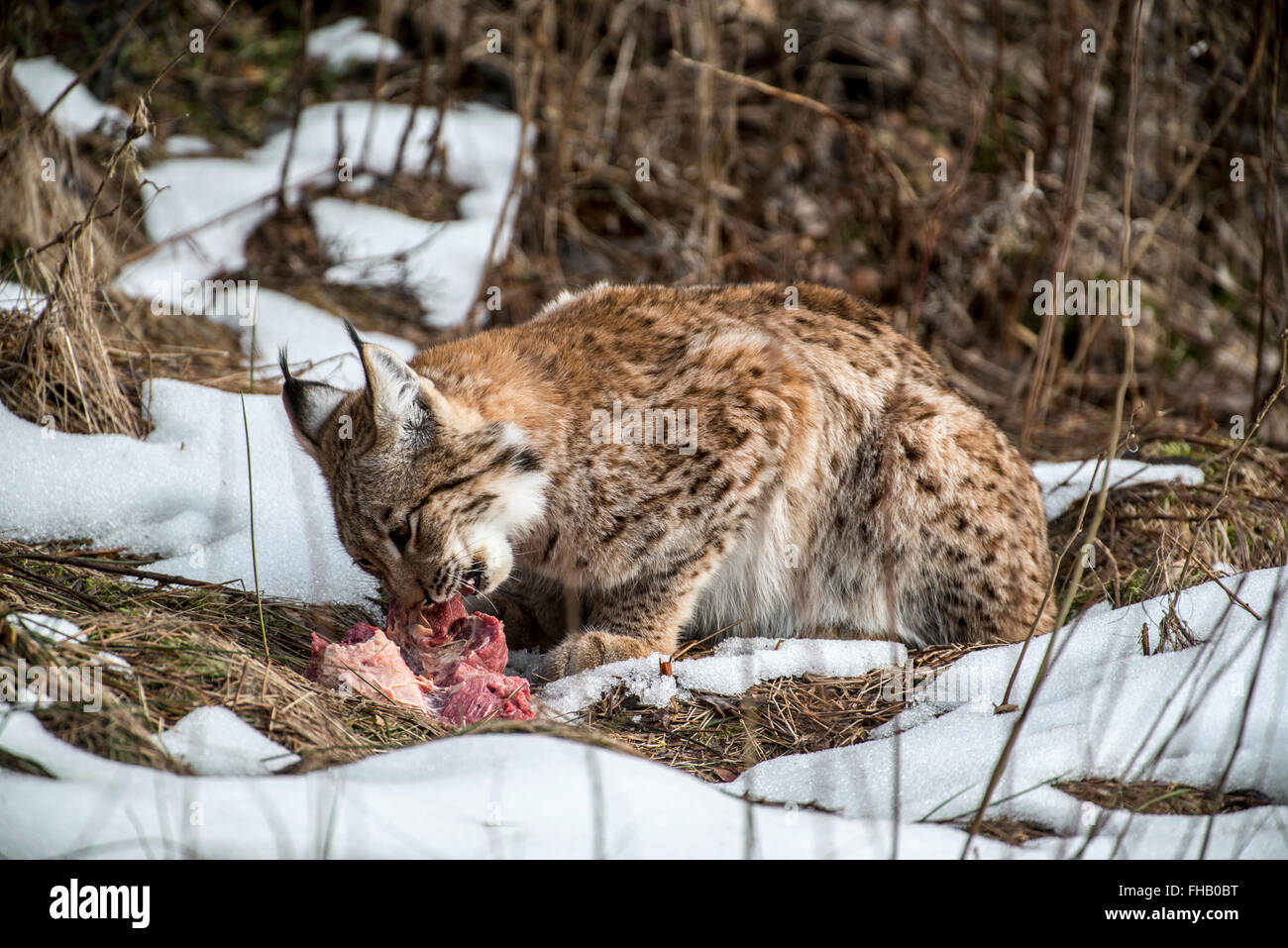 Animal eating meat hi-res stock photography and images - Alamy