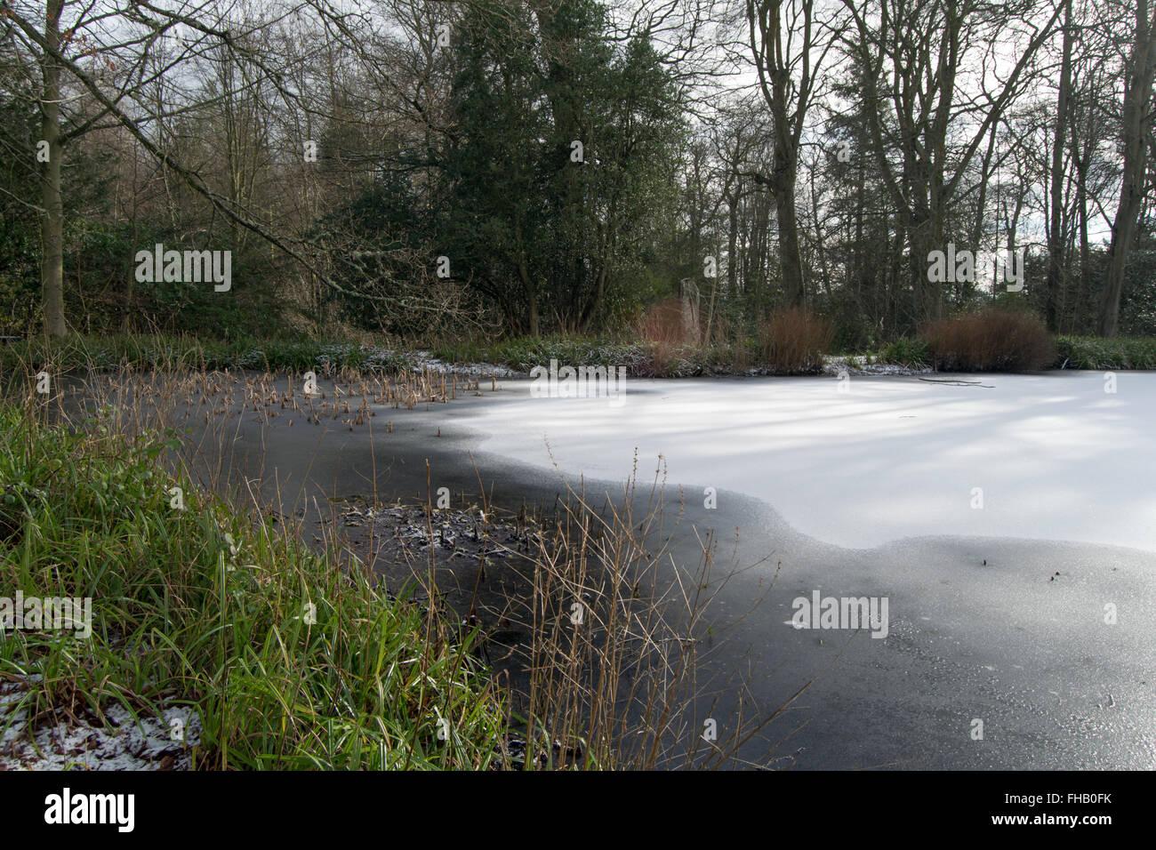 frozen / icy pond on a winters day surrounded by trees and foliage Stock Photo