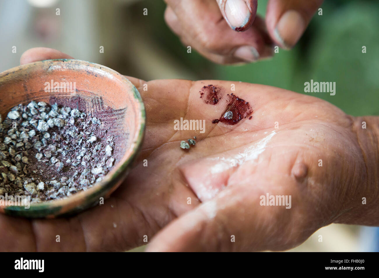 San Bartolo Coyotepec, Oaxaca, Mexico - Rancho La Nopalera, a farm which raises the cochineal bug to make natural carmine dye. Stock Photo
