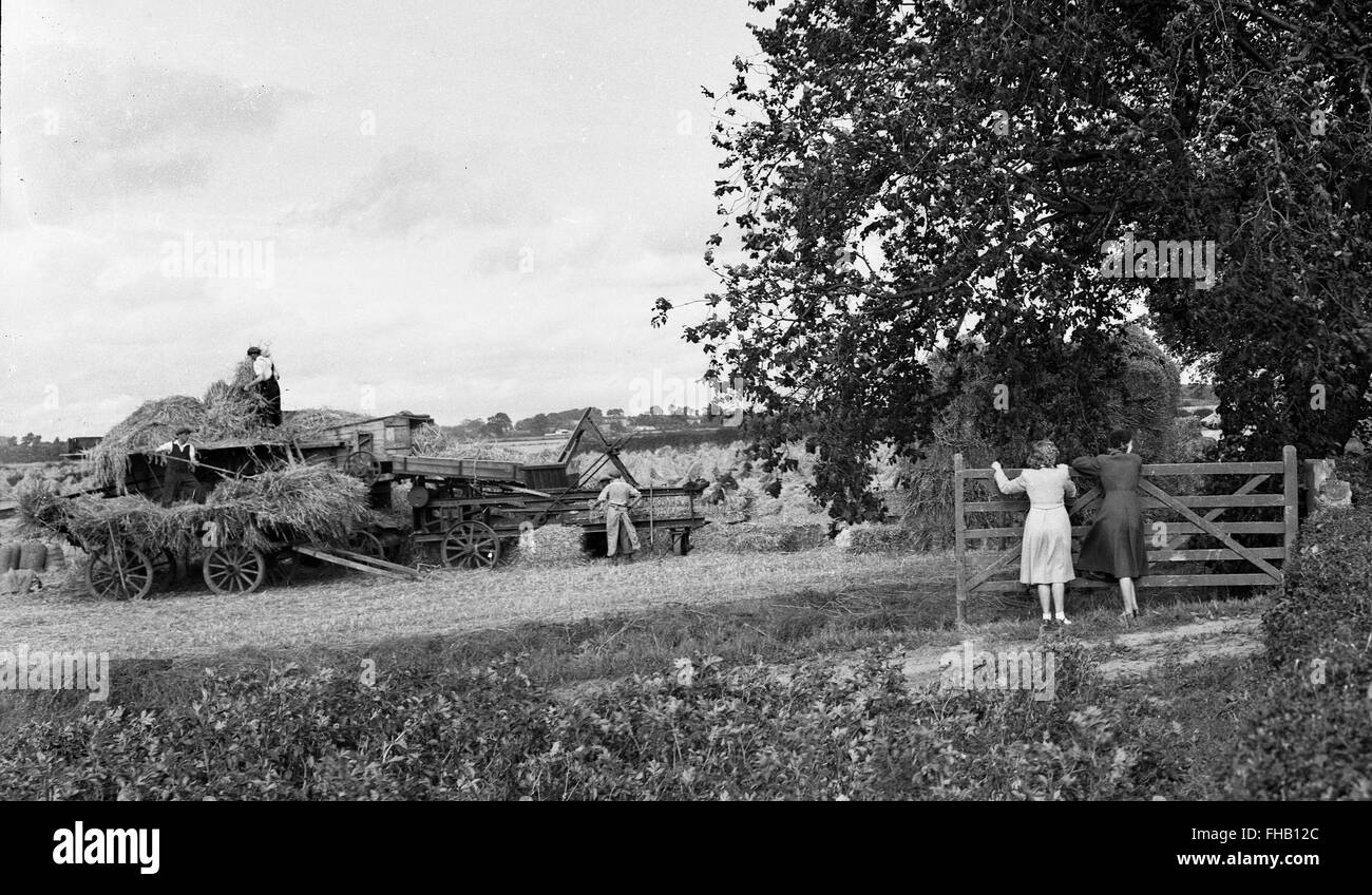 Rural harvest scene in summer Shropshire  Britain Uk 1950s Stock Photo