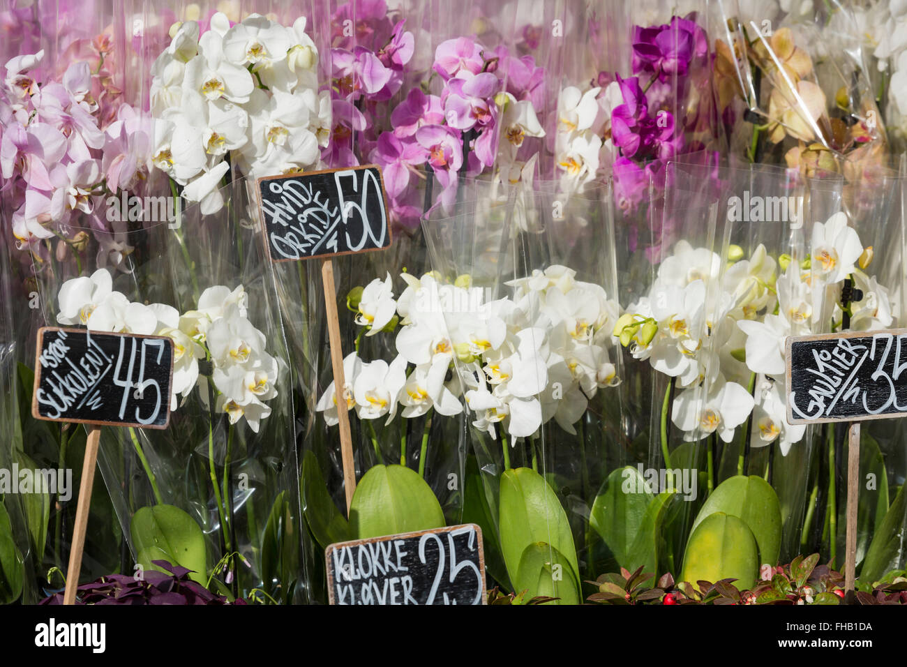 Pink colour orchids for sale. Stock Photo