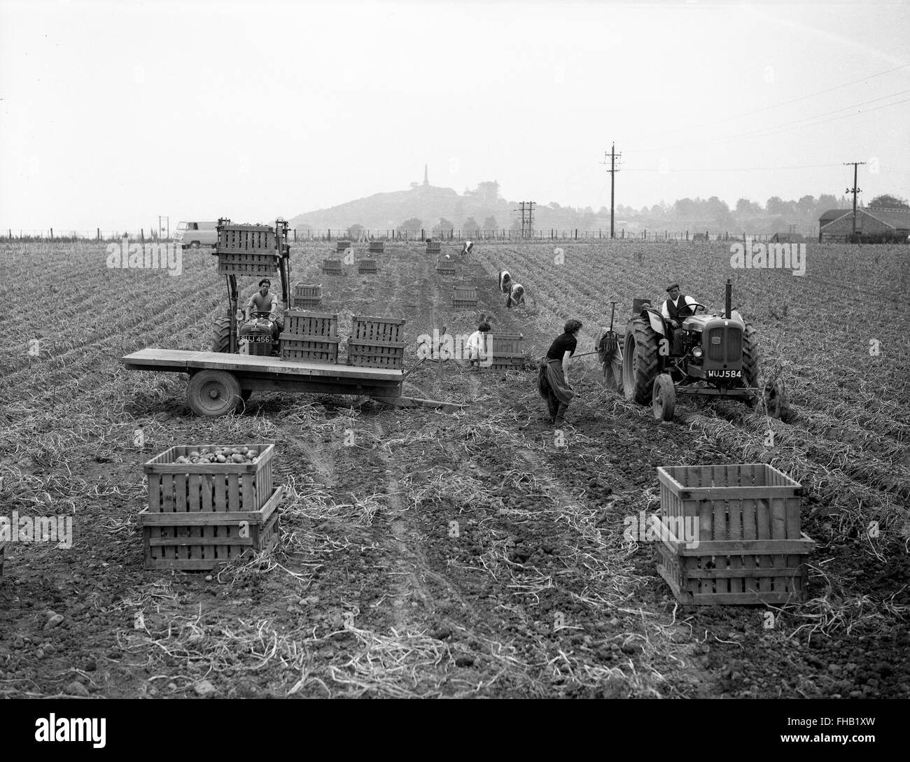 Potato harvesting picking at Lilleshall in Shropshire 1950s Stock Photo
