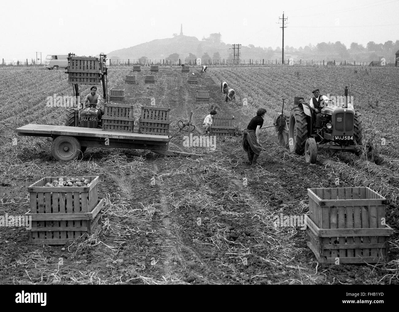 Potato harvesting picking at Lilleshall in Shropshire 1950s Stock Photo