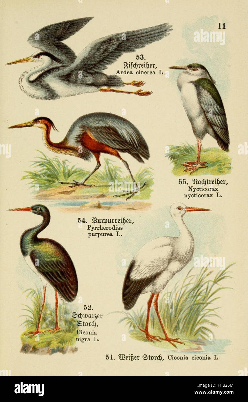 Birds Pictorial works Smithsonian Libraries Stock Photo - Alamy