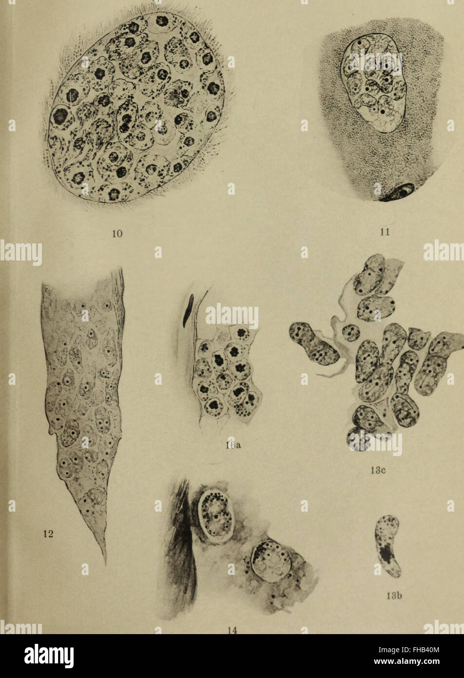 Sitzungsberichte der Gesellschaft Naturforschender Freunde zu Berlin