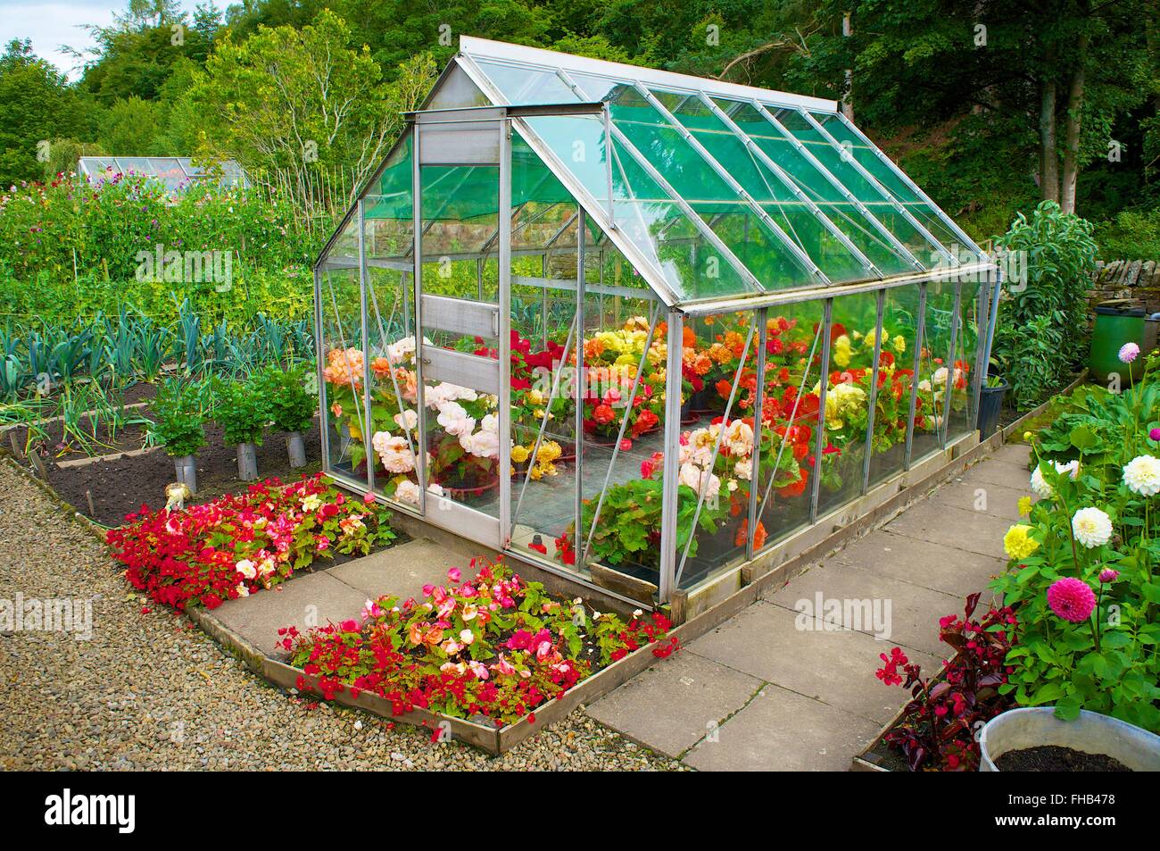 Green House growing flowers in the in an allotment. Stock Photo