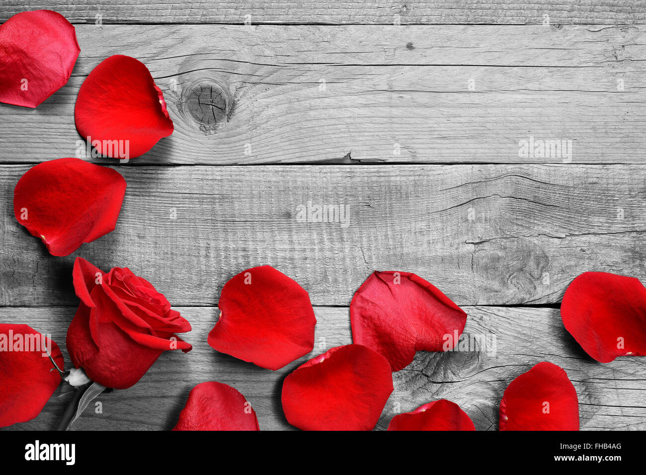 Red Rose And Petals On Black And White Wooden Background Stock