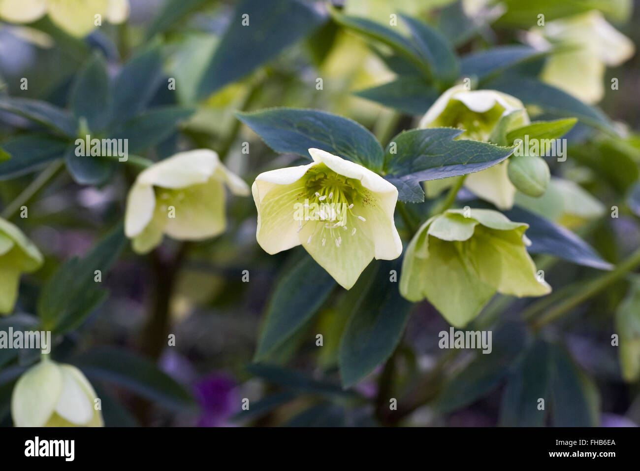 Helleborus x hybridus 'Yellow Lady' flowers in winter. Stock Photo