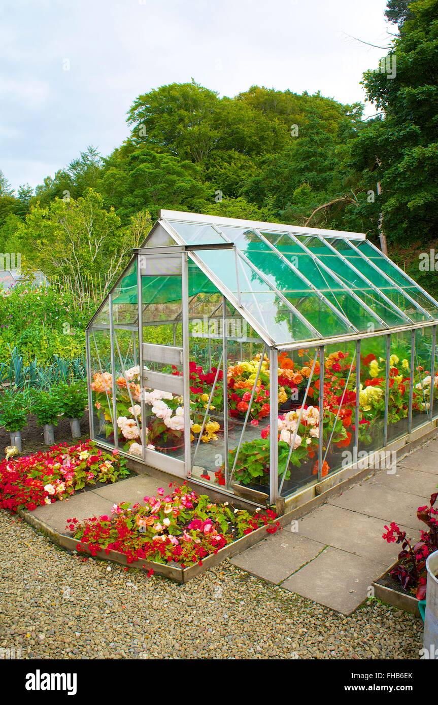 Green House growing flowers in the in an allotment. Stock Photo