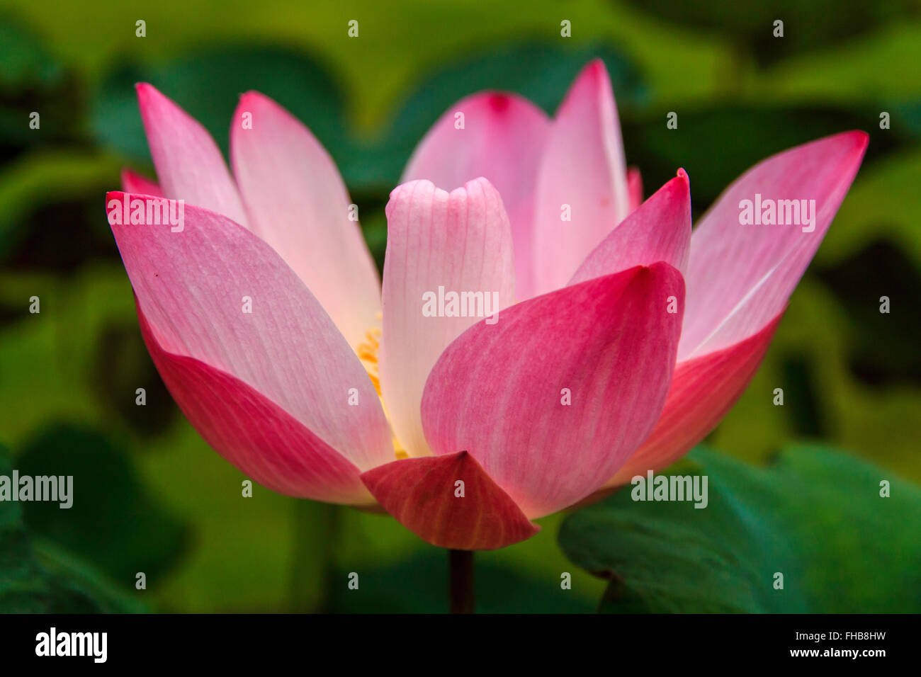 Lotus blossom in bloom, Bangkok, Thailand Stock Photo Alamy