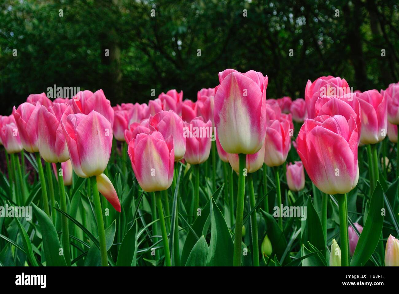 Spring. Tulips. Keukenhof Stock Photo Alamy