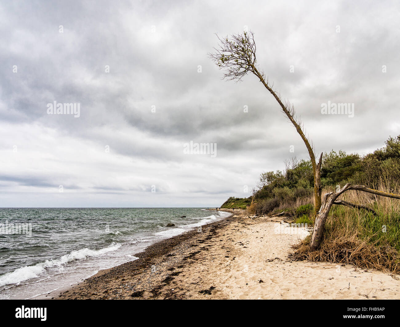 Tree on the Baltic Sea coast in Nienhagen (Germany) Stock Photo