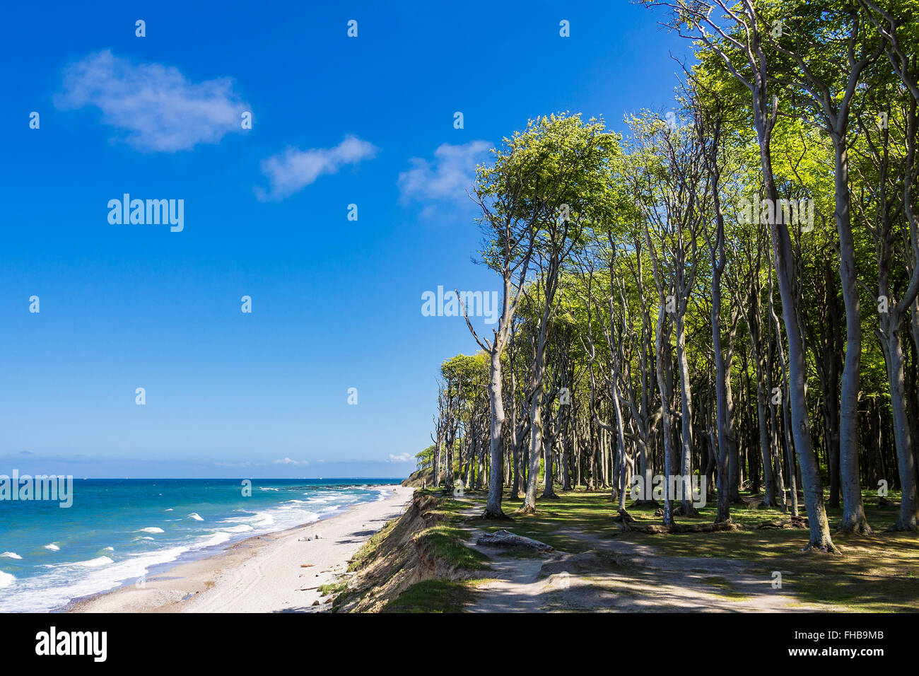 Coastal forest on the Baltic Sea coast in Nienhagen (Germany) Stock Photo