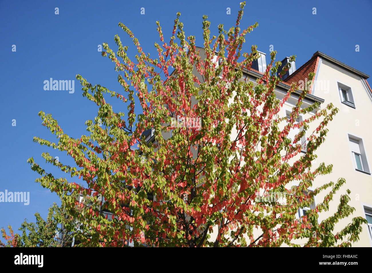 Sweet cherry tree, autumn leaves Stock Photo
