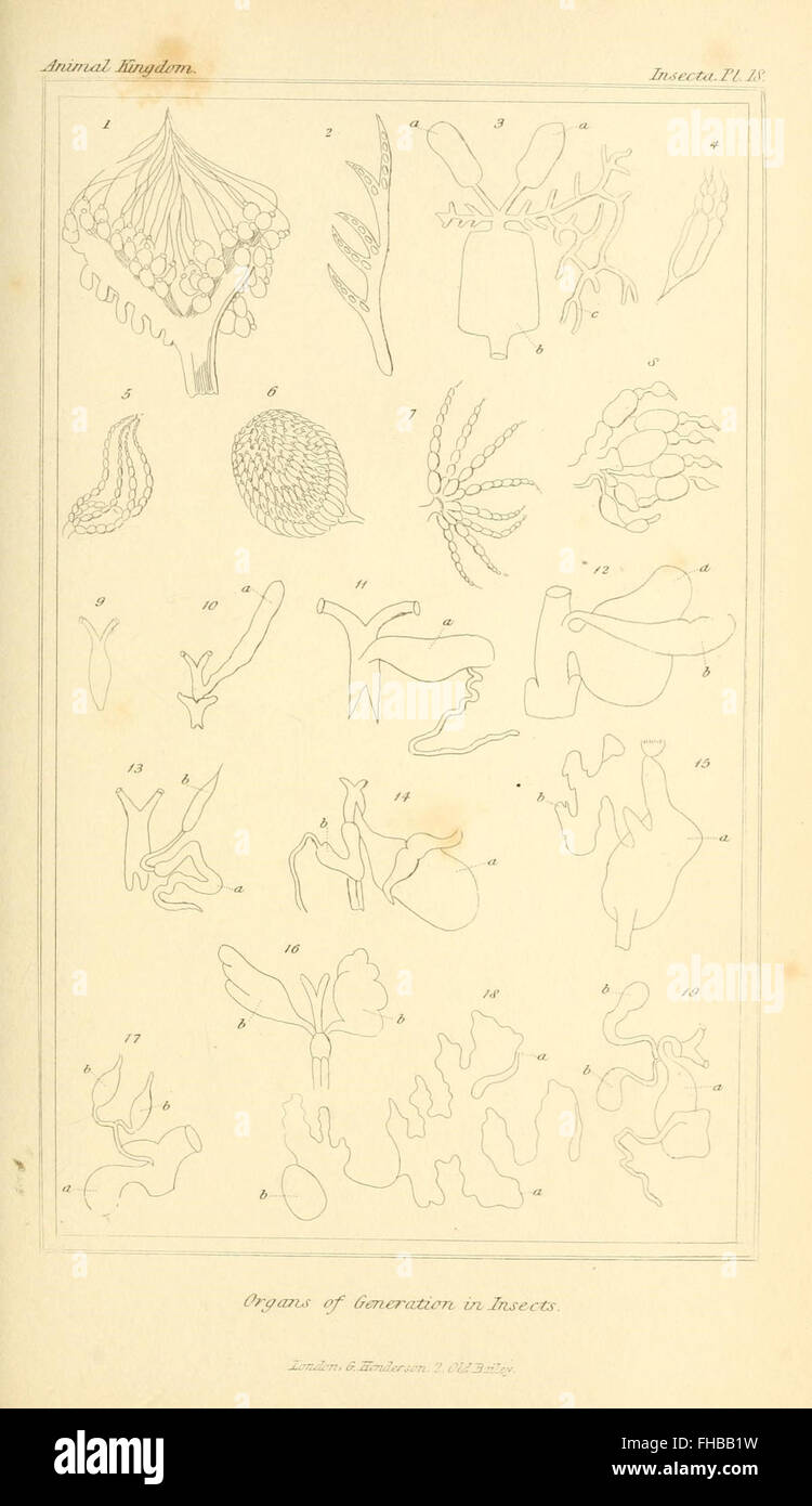 A guide to the classification and organization of the animal kingdom ...