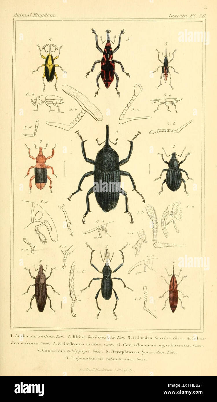 The animal kingdom, arranged according to its organization, serving as ...