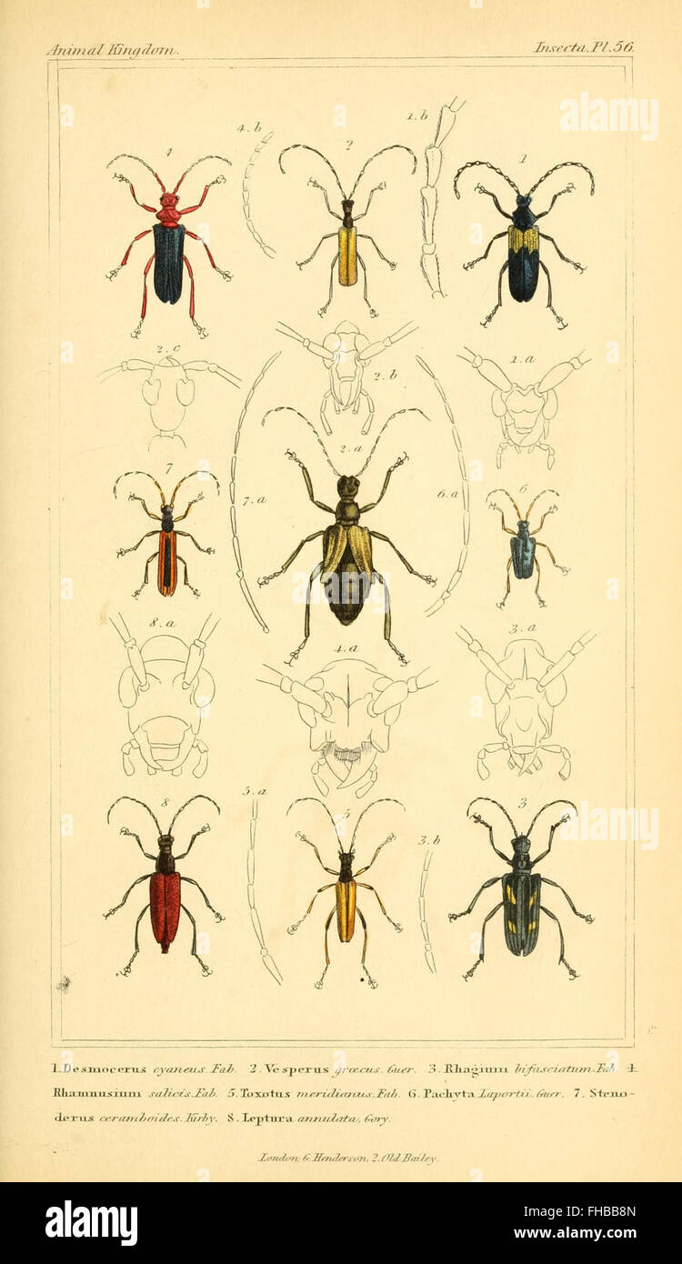 A comprehensive work on the organization and classification of the ...