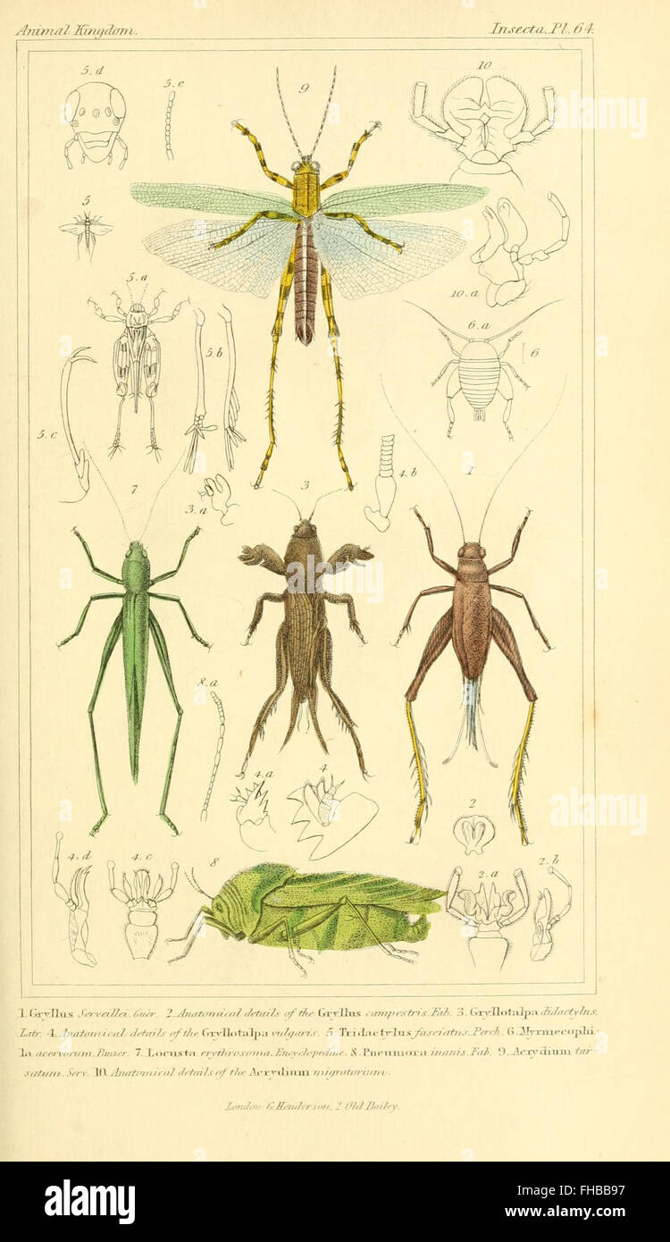 The animal kingdom, arranged according to its organization, serving as ...