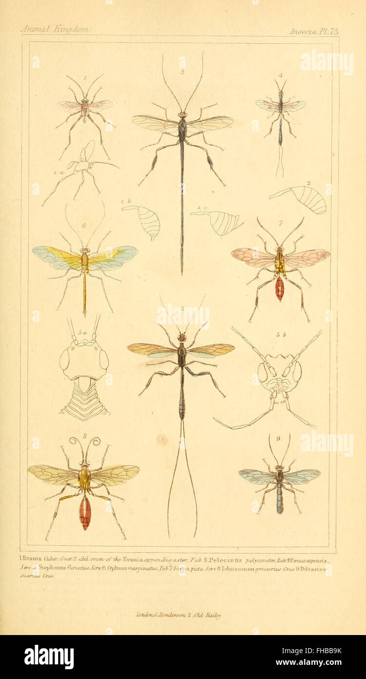 A comprehensive classification of the animal kingdom, arranged ...