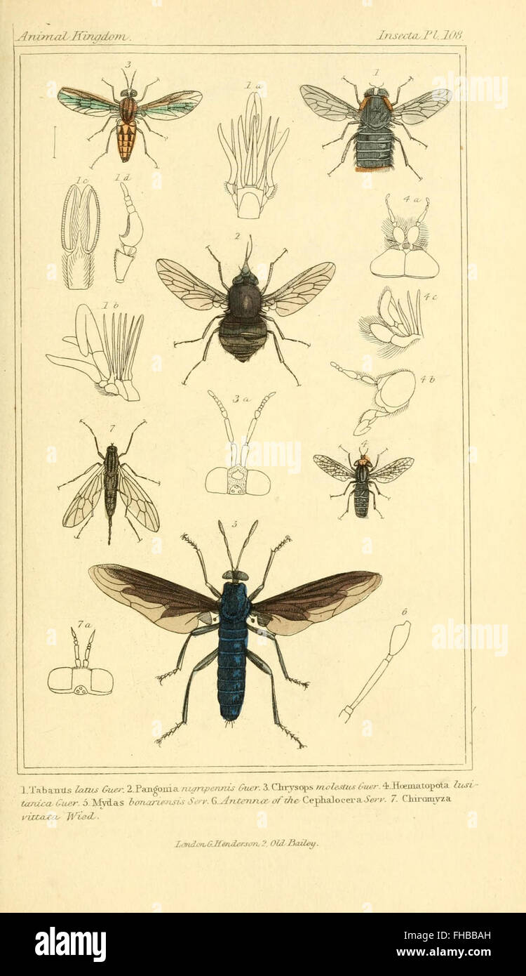 A classification work on the animal kingdom, providing a structured ...