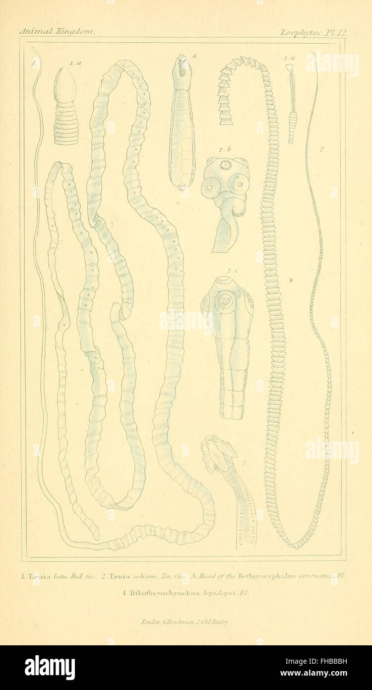 A comprehensive zoological work on the classification of animals ...