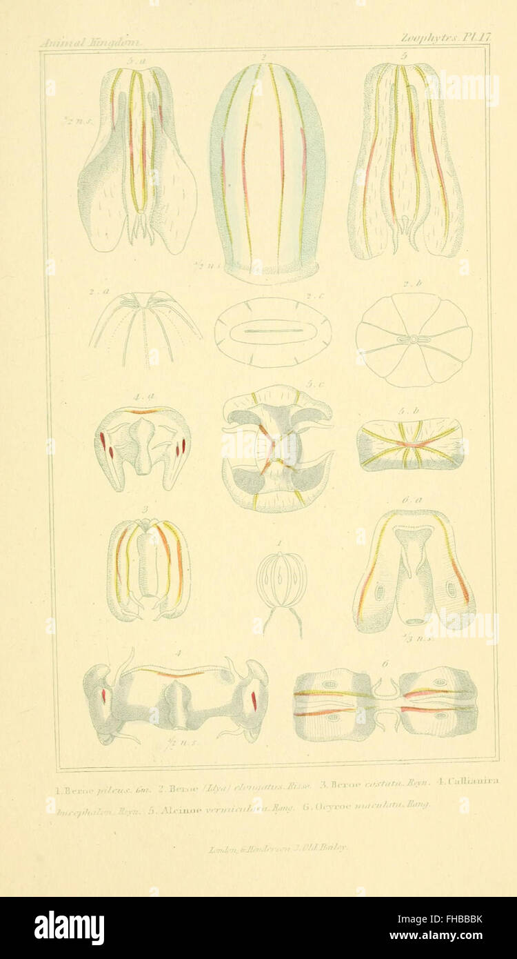 A comprehensive classification and organization of the animal kingdom ...