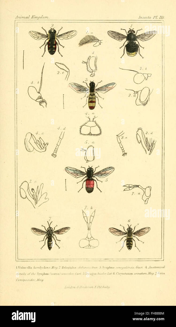 The animal kingdom, arranged according to its organization, serving as ...