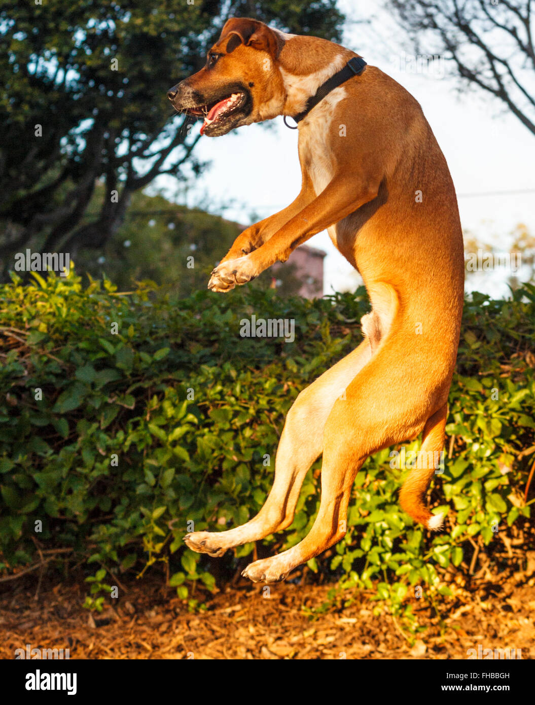 Australian cattle dog mix jumps high in the air Stock Photo
