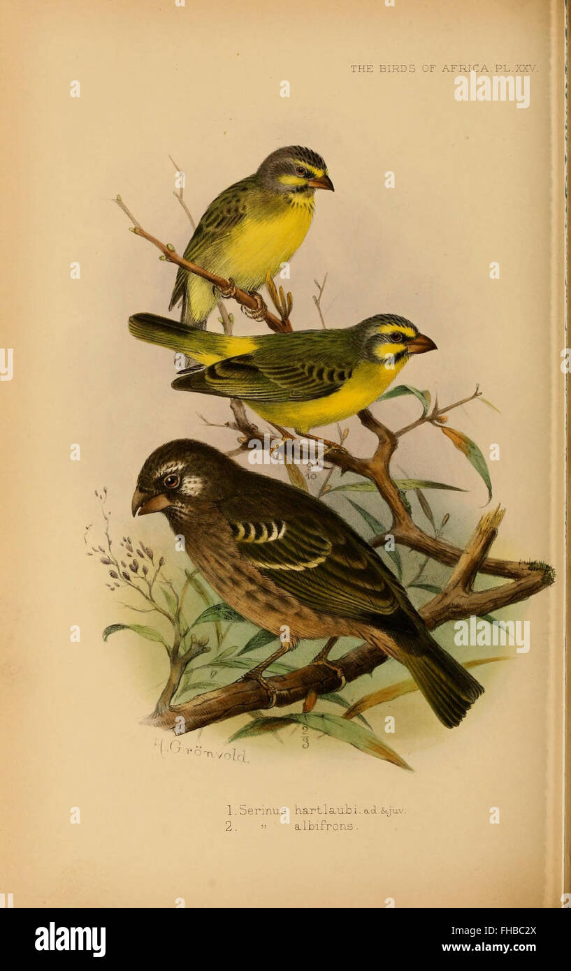 The birds of Africa Stock Photo Alamy