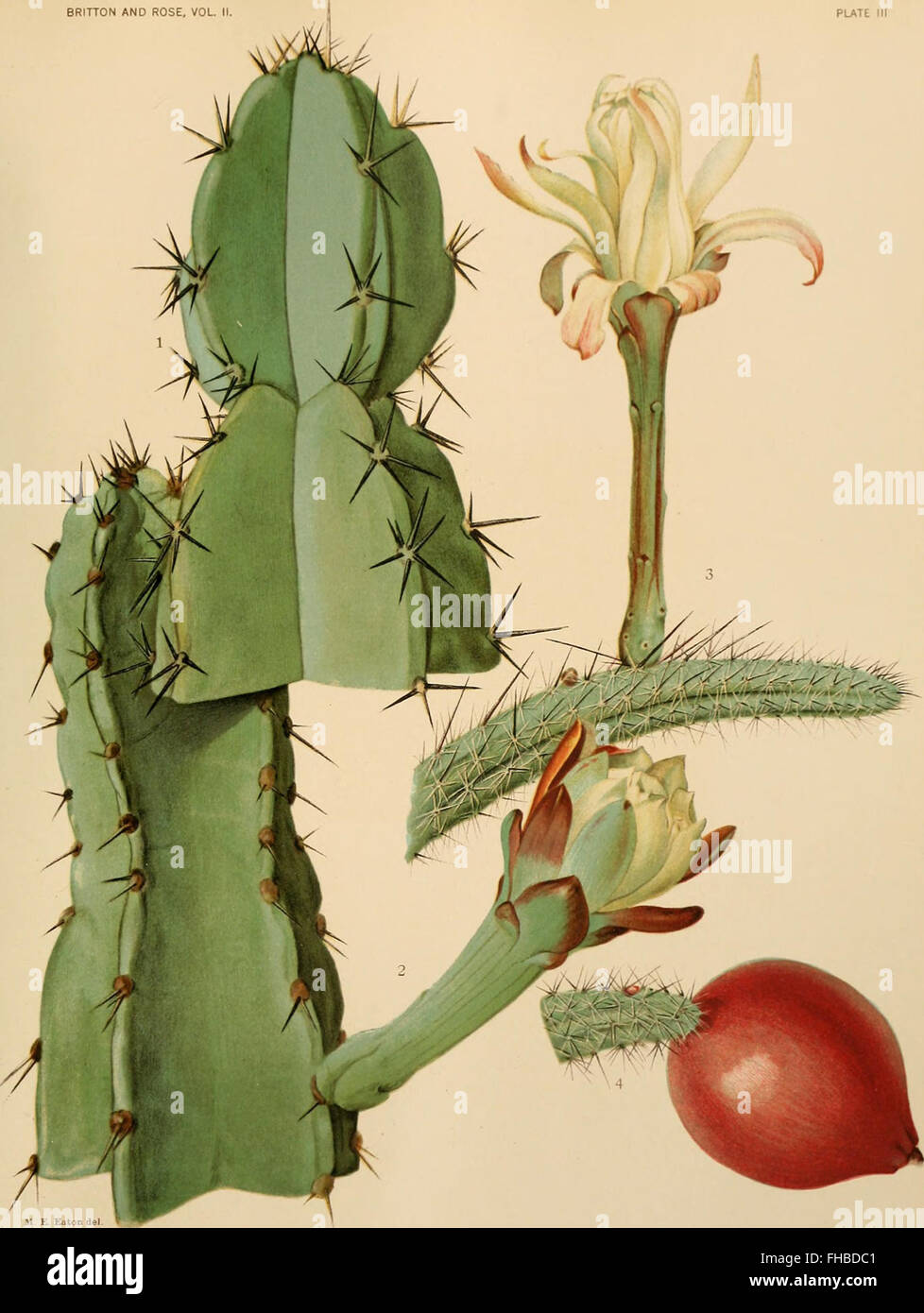 The Cactaceae - descriptions and illustrations of plants of the cactus ...