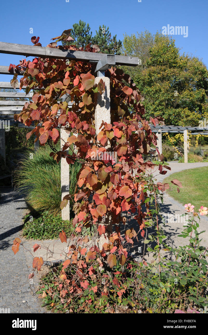 Vitis riparia, Bank grape, autumn leaves Stock Photo