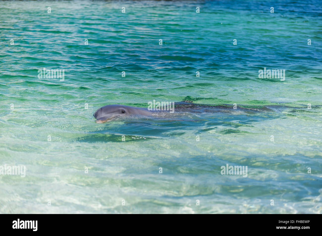 Dolphins in the caribbean sea. Cayo largo Stock Photo