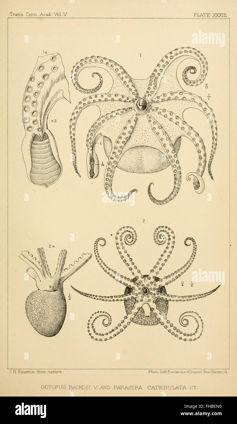 A Study Of The Cephalopod Species Found Along The North-eastern Coast