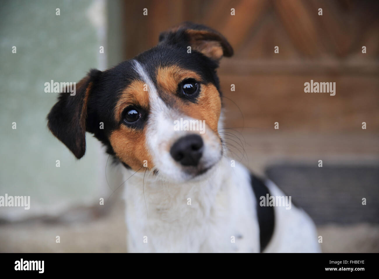 Jack russell sales cross dogs