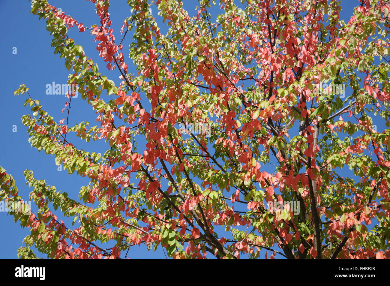 Sweet cherry tree, autumn leaves Stock Photo
