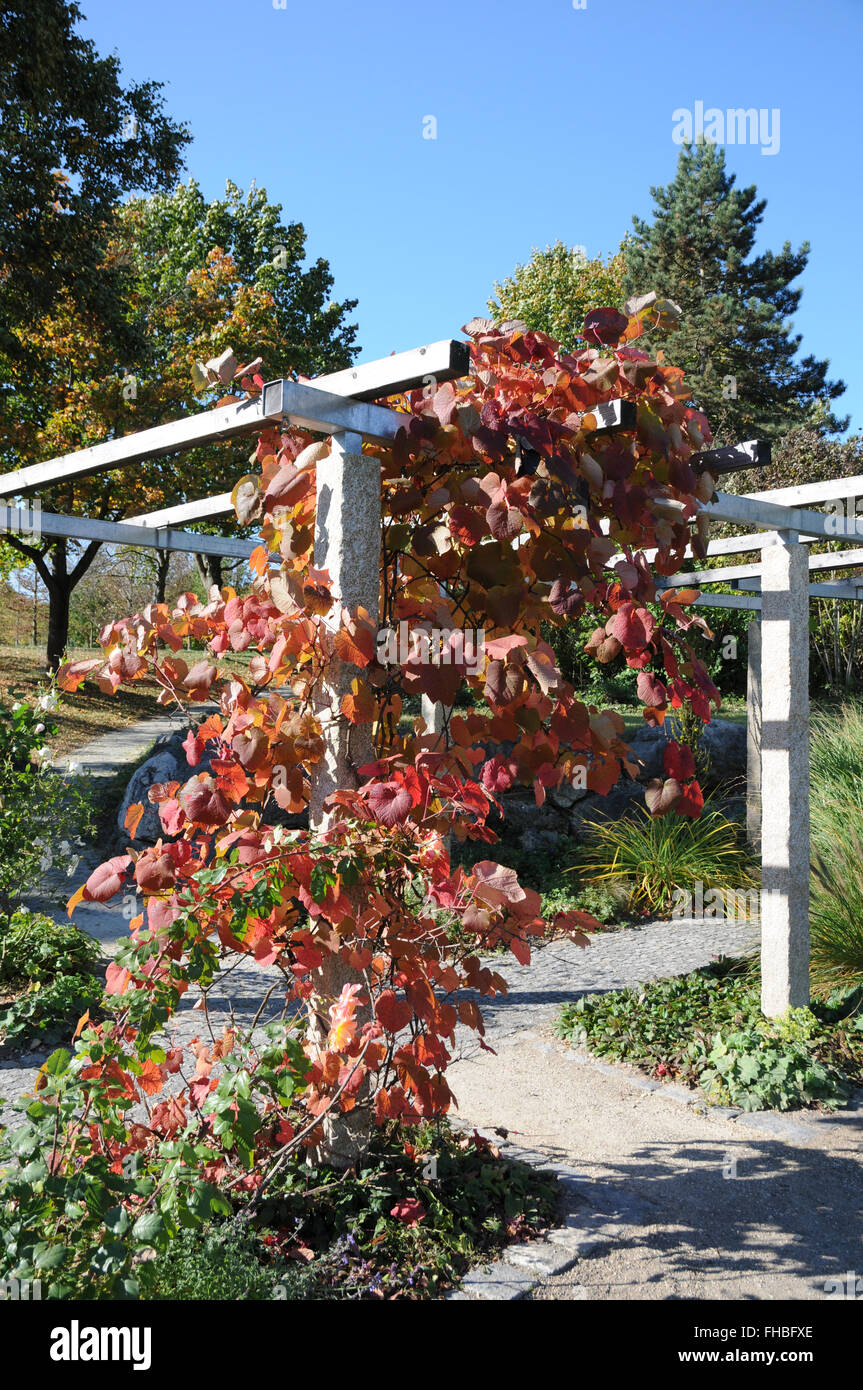 Vitis riparia, Bank grape, autumn leaves Stock Photo