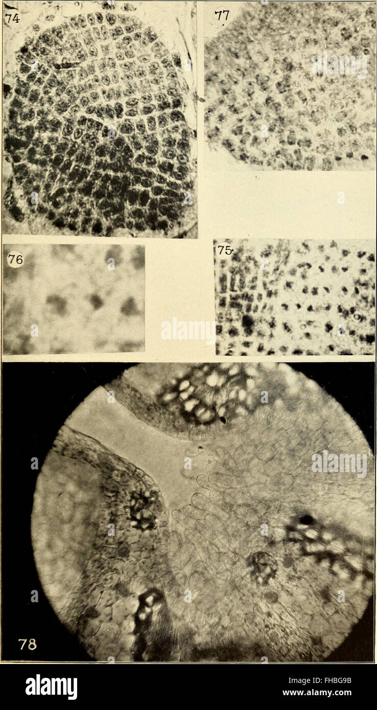 The embryology and development of Riccia lutescens and Riccia crystallina (1906) Stock Photo