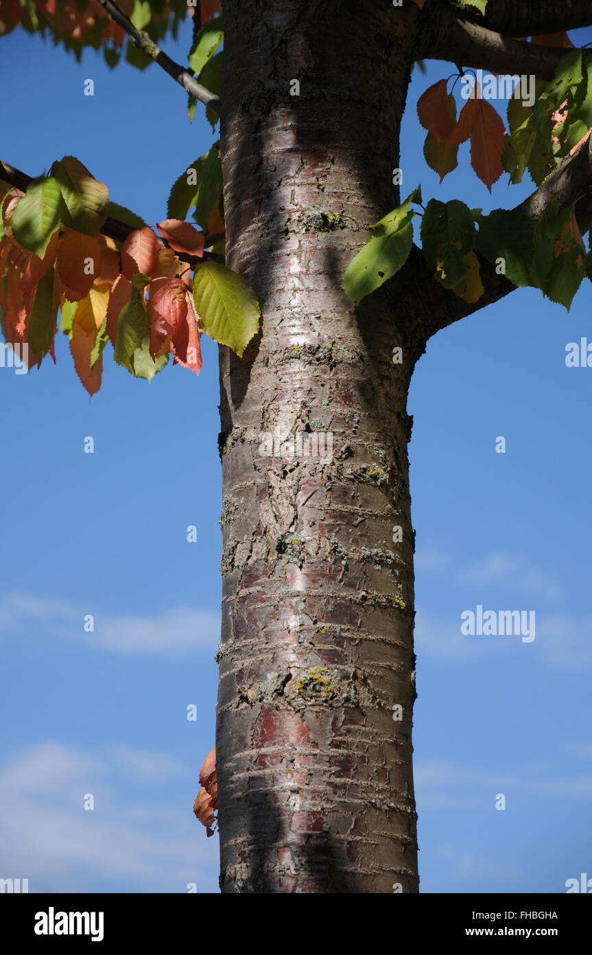 Cherry cheap wood trunk