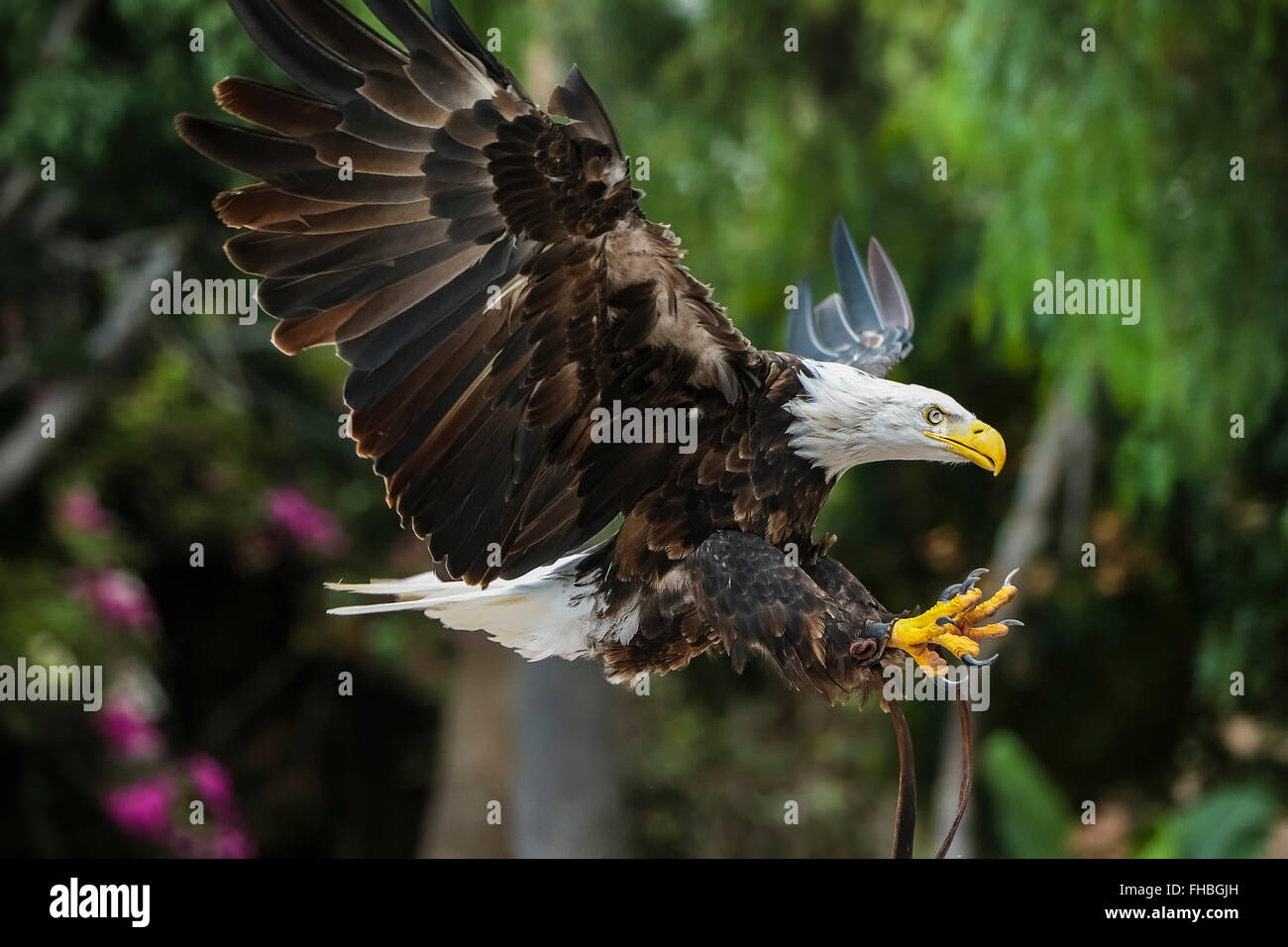 Bald eagle (Haliaeetus leucocephalus) Stock Photo